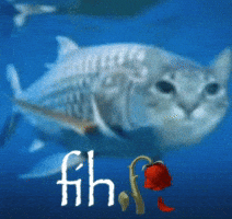FIH FIH